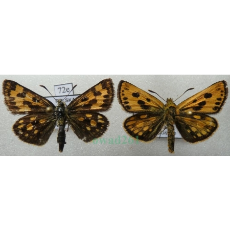Carterocephalus silvicola (Meigen, 1829) pair Kosternik leśniak Poland72e